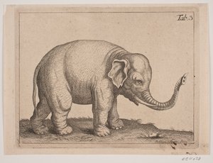 Een olifant door Johanna Fosie