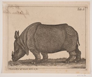 Een neushoorn