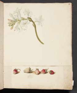 Studie van Bloem en Aardbei