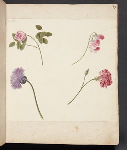 Studie van bloemen