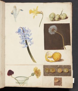 Studie van bloemen, vruchten en groene tomaten