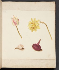 Studie van bloemen en bollen