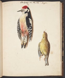 Studie van dode specht en geelgors, opgehangen