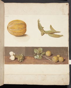 Studie van fruit en groenten door Johanna Fosie