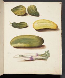 Studie van groenten door Johanna Fosie