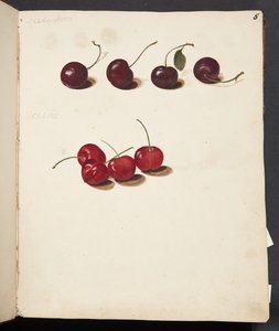 Studie van kersen