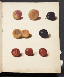 Studies van pruimen