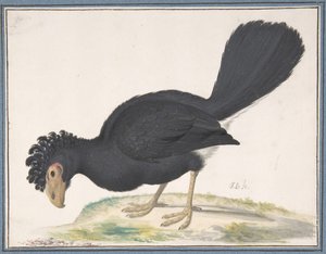 Een Zwarte Curassow, n.d. door Johannes Bronckhorst
