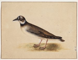 Vogel door Johannes Bronckhorst