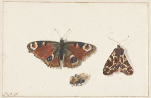 Vlinder, mot en hommel