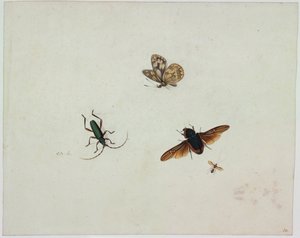 Vier insecten, eind 17e eeuw