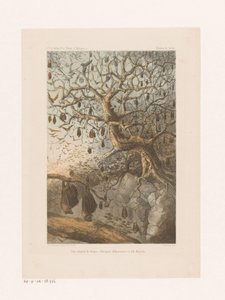 Vleermuizen in een boom door Johannes Gerardus Keulemans