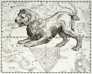 Leeuw, sterrenbeeld van de Leeuw, illustratie uit Johann Hevelius