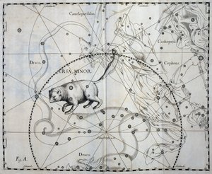 Kleine Beer, Boreale constellatie van de Kleine Beer, gravure uit sterrenatlas Firmamentum Sobiescianum sive Uronographia, door Johann Hevelius