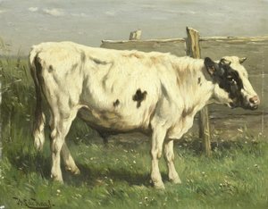 Jonge stier