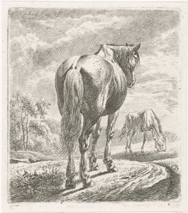 Paard van achteren gezien