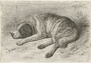 Slapende hond naar links