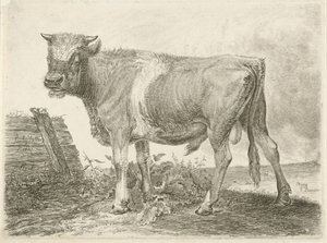 Stier