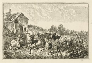 Vier geiten en een schaap bij een huis