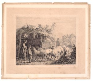 Een kudde schapen wordt naar de stal gedreven