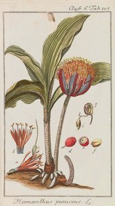 Auswahl schöner und seltener Gewächse, 1795-1798