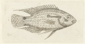Tropische vis Chromis epse door Johannes le Francq van Berkhey