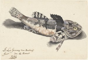 Zeedonderpad door Johannes le Francq van Berkhey
