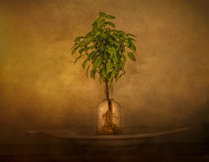 Stilleven met een plant met wortels