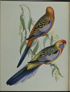 Adelaide Parkiet door John (after) Gould