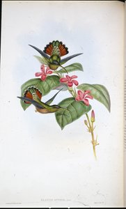 Allied Heremiet door John (after) Gould