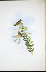 Amaura Heremiet (Phaethornis Amaura) door John (after) Gould