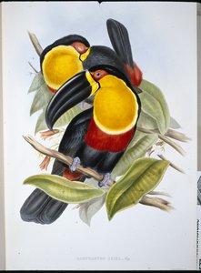 Ariel Toekan door John (after) Gould