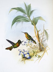 Gebandeerde robijn (Clytolaema Aurescens) door John (after) Gould