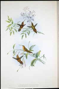 Gordelkluizenaar (Phaethornis Nigrocinctus) en Bisschopkluizenaar (Phaethornis Episcopus) door John (after) Gould