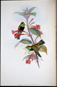 Zwartborst Heuvelster door John (after) Gould