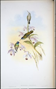 Zwartoor-kolibrie (Heliopaedica Melanotis) door John (after) Gould