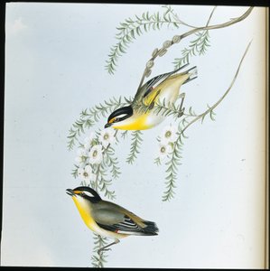 Zwartkop Pardalote