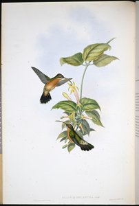 Zwartstaartheremiet