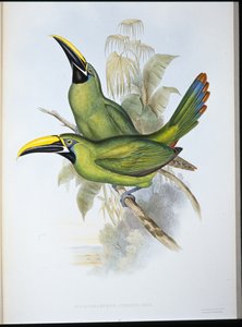 Zwartkeel Groefsnavel Toekan door John (after) Gould
