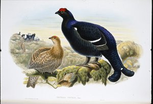 Korhoen (Tetrao Tetrix) door John (after) Gould