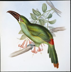 Bloedstuit groefsnavel toekan (Aulacoramphus Haematopygius)