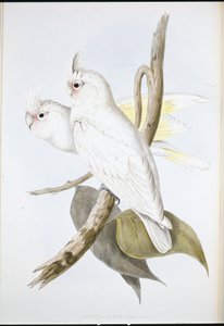 Bloedvlek Kaketoe door John (after) Gould