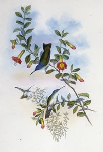 Blauwhals Azure Kroon door John (after) Gould