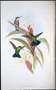 Blauwstaart Mango Kolibrie (Lampornis Viridis) door John (after) Gould