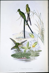 Blauwstaart Sylph (Cynanthus Cyanurus) door John (after) Gould