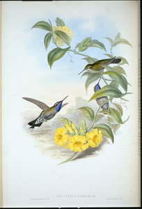 Blauwkeel Cazique (Delattria Clemenciae) door John (after) Gould