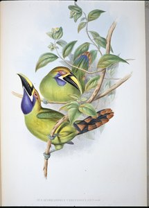 Blauwkeel Groefsnavel Toekan