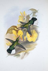 Blauwkeel Sabelvleugel