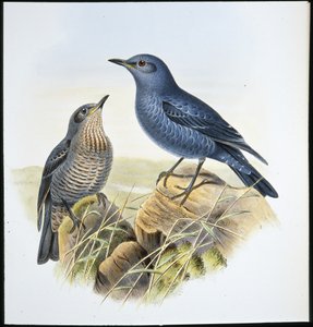 Blauwe Rotslijster door John (after) Gould