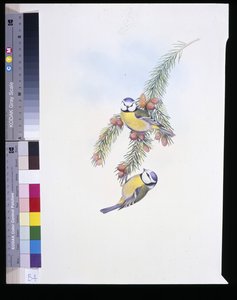 Pimpelmees (Parus Caeruleus)